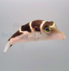 Canthigaster coronata