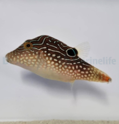 Canthigaster margaritata