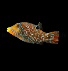 Canthigaster papua