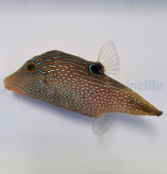Canthigaster papua