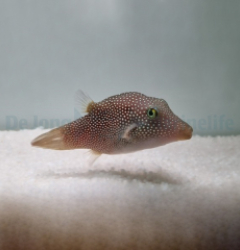 Canthigaster punctatissima