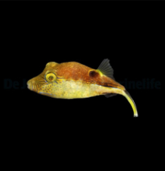 Canthigaster rostrata