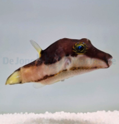 Canthigaster smithae