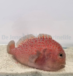 Caracanthus madagascariensis