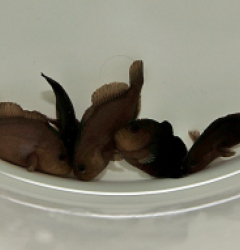 Caracanthus unipinna