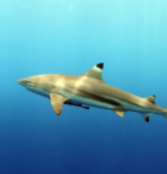 Carcharhinus melanopterus