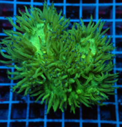 Catalaphyllia jardinei (Premium) (M) lps 222