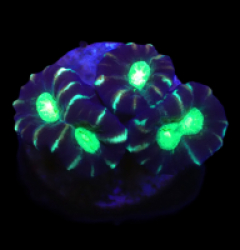 Caulastraea furcata (Star mint Candy Cane) (DJM Grown) o 106