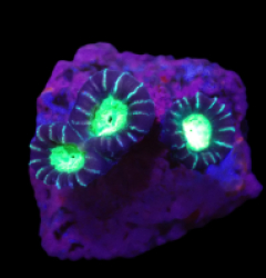 Caulastraea furcata (Star mint Candy Cane) (DJM Grown) o 285