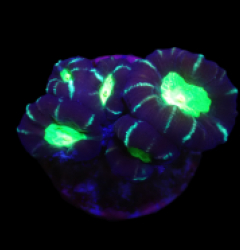 Caulastraea furcata (Star mint Candy Cane) (DJM Grown) o 379