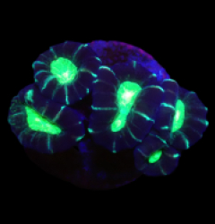 Caulastraea furcata (Star mint Candy Cane) (DJM Grown) o 408