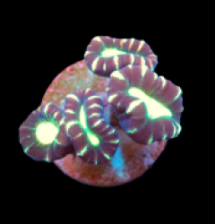 Caulastraea furcata (Star mint Candy Cane)(DJM Grown) pb 407