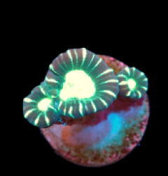 Caulastraea furcata (Star mint Candy Cane)(DJM Grown) pb 408