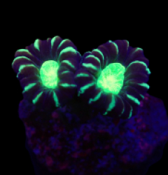Caulastraea echinulata (frag)