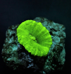 Caulastrea curvata (Green) (Ultra) (frag)