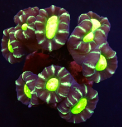 Caulastrea furcata (Star Mint Candy Cane) pb 362