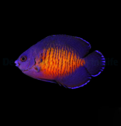 Centropyge bispinosa (Fiji)