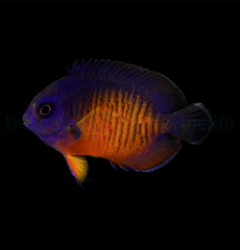 Centropyge bispinosa - T.B.