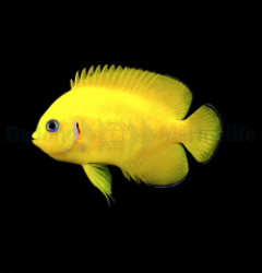 Centropyge cocosensis