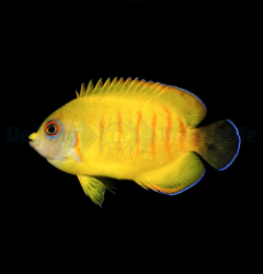 Centropyge eibli (Tigerpyge) - T.B.