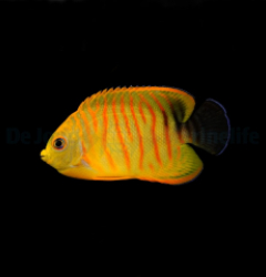 Centropyge eibli (Tigerpyge)