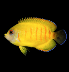 Centropyge eibli (Tigerpyge) - T.B - 79e 1