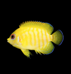 Centropyge eibli (Tigerpyge) - T.B - 79e 2