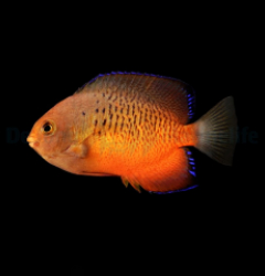 Centropyge ferrugata