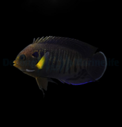 Centropyge flavipectoralis