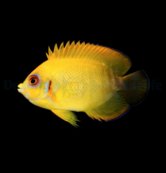 Centropyge flavissima (Hybrid)