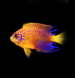 Centropyge interruptus - T.B.