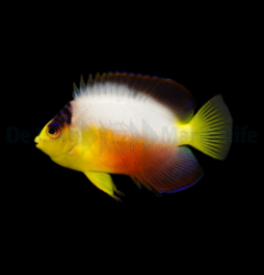 Centropyge multicolor