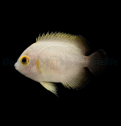 Centropyge vrolikii - T.B.