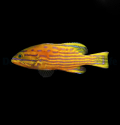 Cephalopholis polleni