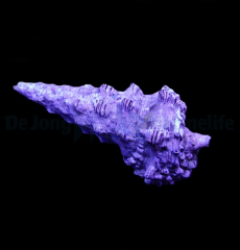 Cerithium spp. (Show)