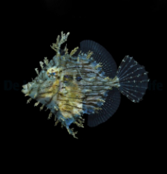 Chaetodermis penicilligerus