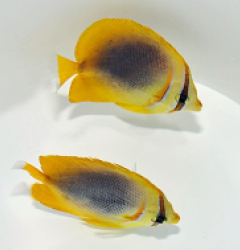 Chaetodon aureofasciatus