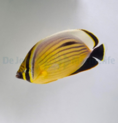 Chaetodon austriacus