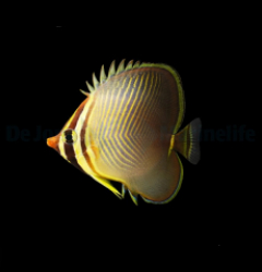 Chaetodon baronessa