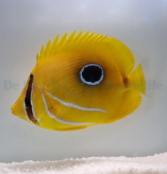Chaetodon bennetti