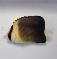 Chaetodon blackburnii