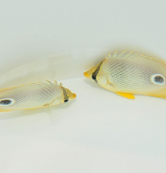 Chaetodon capistratus