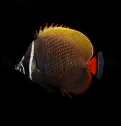 Chaetodon collare