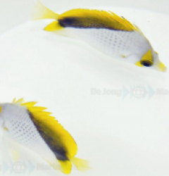 Chaetodon declivis