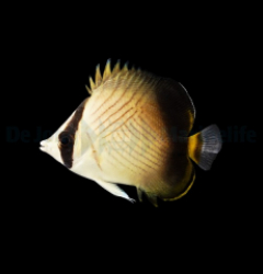 Chaetodon decussatus