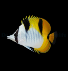 Chaetodon falcula