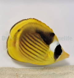 Chaetodon fasciatus