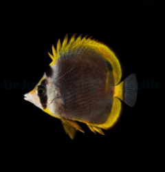 Chaetodon flavirostris