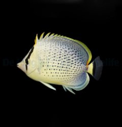 Chaetodon guttatissimus