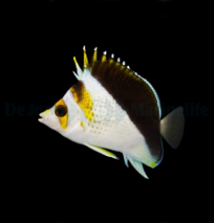 Chaetodon spp. (Hybrid - Backcross)
